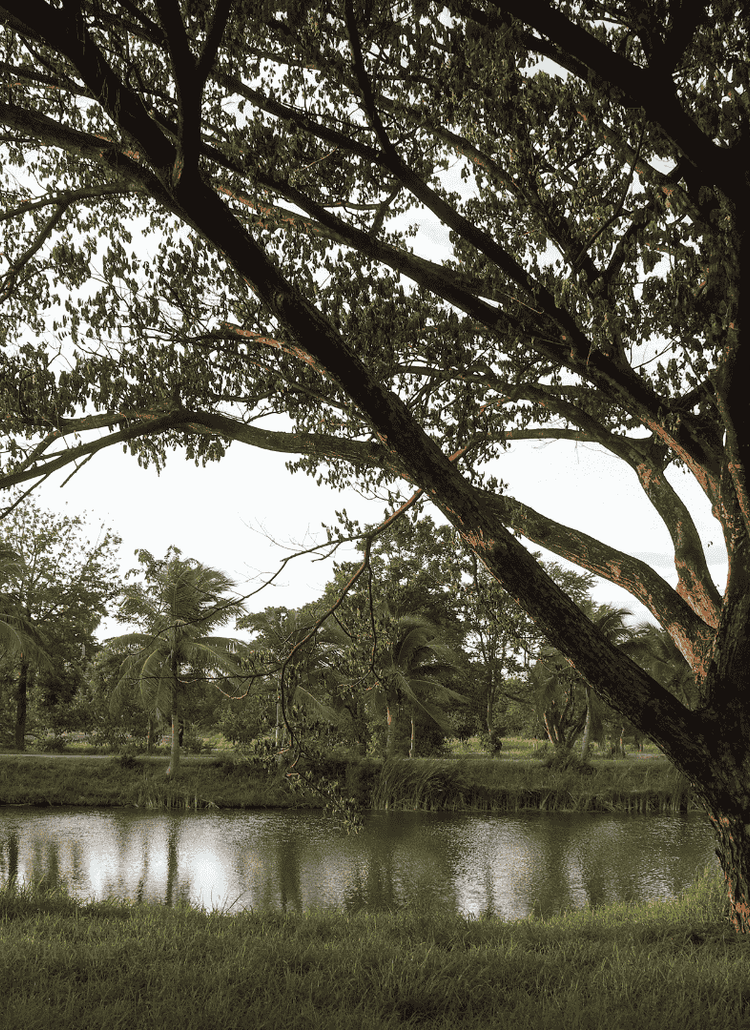 Like a Tree Planted: The Quiet Power of a Faithful Life