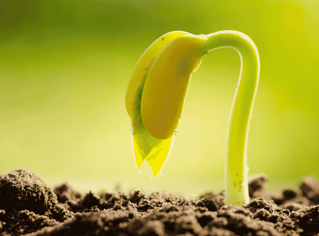 The Parable of the Dying Seed